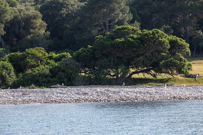 Dolphin Safari in Fažana - Dolphin Sighting Opportunities