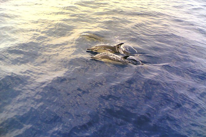 Dolphin Safari, São Rafael Caves & Coastline. - Reviews Summary