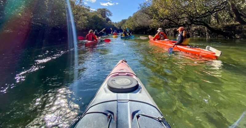Dolphin Sanctuary and Ships Graveyard Kayak Tour - Key Points
