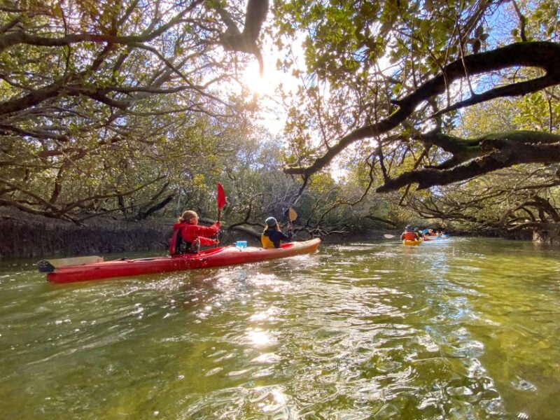 Dolphin Sanctuary and Ships Graveyard Kayak Tour - Booking Information