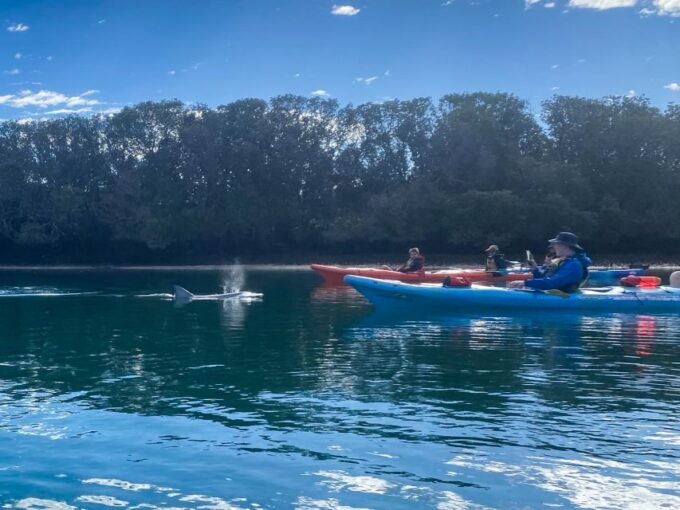Dolphin Sanctuary and Ships Graveyard Kayak Tour - Dolphin Encounters