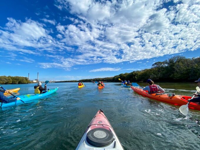 Dolphin Sanctuary and Ships Graveyard Kayak Tour - Mangrove-lined Creeks