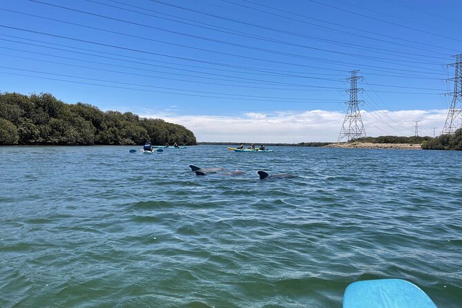 Dolphin Sanctuary Kayak Tour Adelaide - Inclusions and Duration
