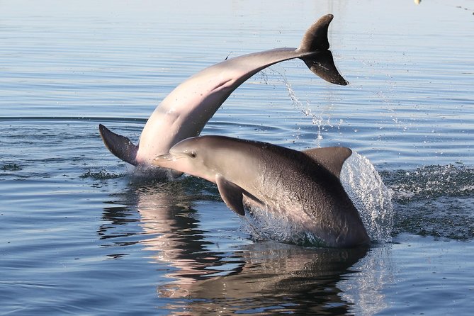 Dolphin Sanctuary Kayak Tour Adelaide - Spotting Dolphins and Wildlife