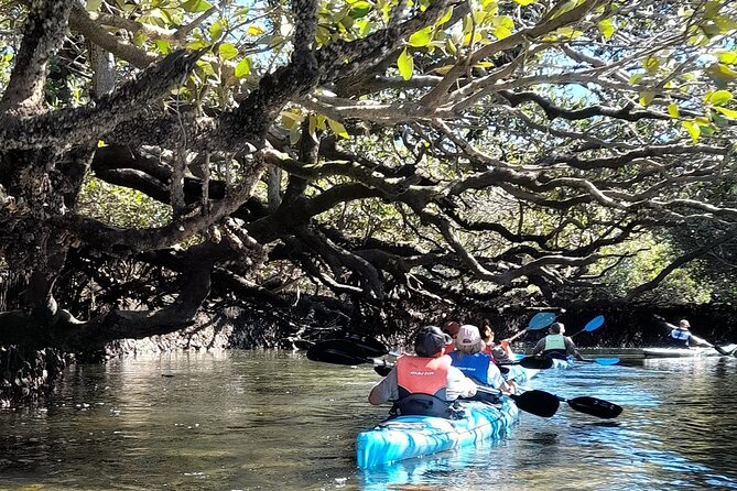 Dolphin Sanctuary Kayak Tour Adelaide - Learning From the Naturalist