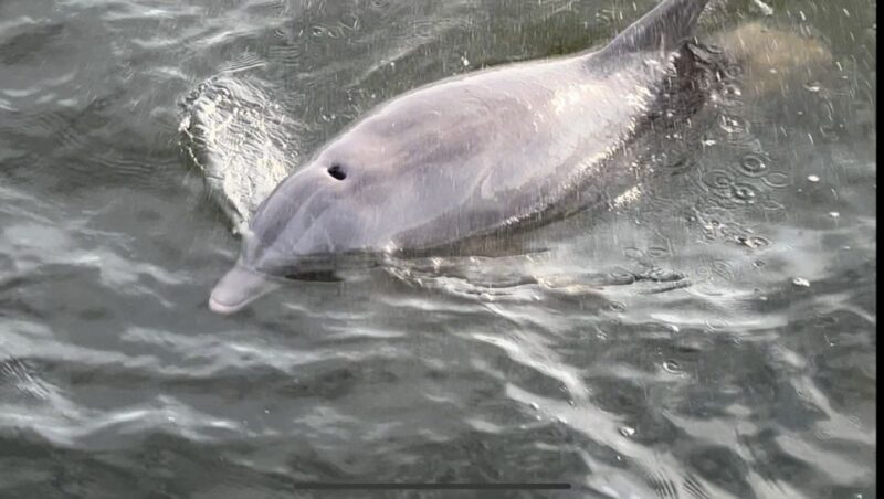 Dolphin & Scenic Bay Sightseeing Cruise Up to 49, Pensacola - Key Points