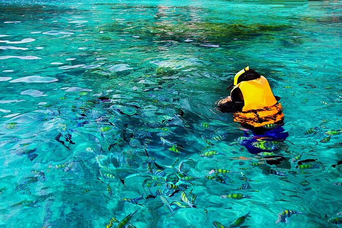 Dolphin, Sea Cave & Captain Cook / Kealakekua Bay Reef Snorkel - Participant Requirements