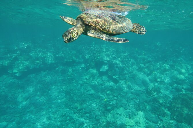 Dolphin, Sea Cave & Captain Cook / Kealakekua Bay Reef Snorkel - Cancellation Policy