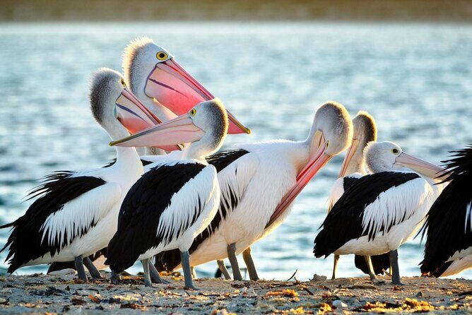 Dolphin, Sea Lion and Penguin Island Cruise - Key Points