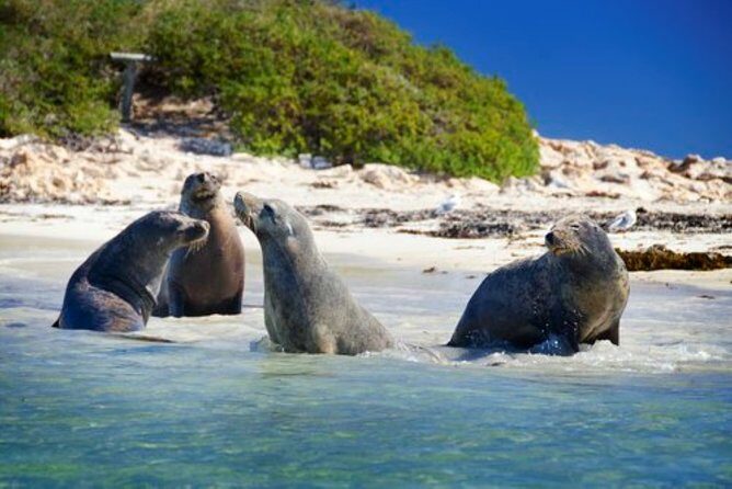Dolphin, Sea Lion and Penguin Island Cruise - An In-Depth Look at the Cruise Experience