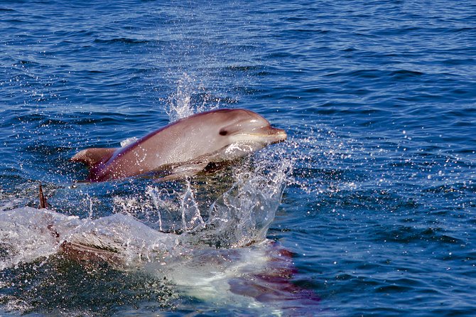 Dolphin Search - Dolphin Quest - Cancellation and Refund Policy