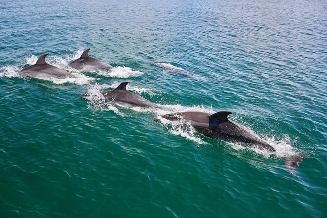 Dolphin Search - Dolphin Quest - Spotting Dolphins With High Chances