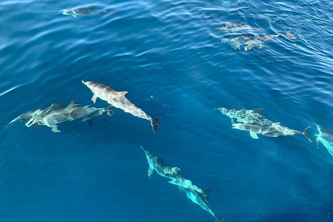 Dolphin Searching Tour in Puerto De Mogán (Keeper UNO Boat) - Boat and Amenities
