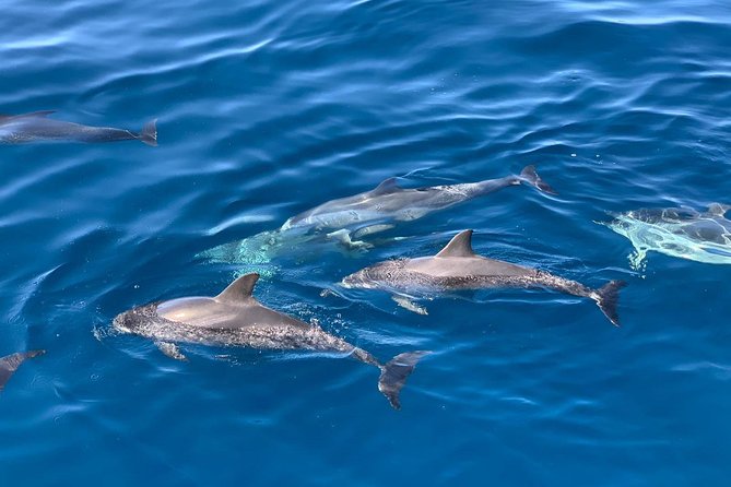 Dolphin Searching Tour in Puerto De Mogán (Keeper UNO Boat) - Group Size and Experience