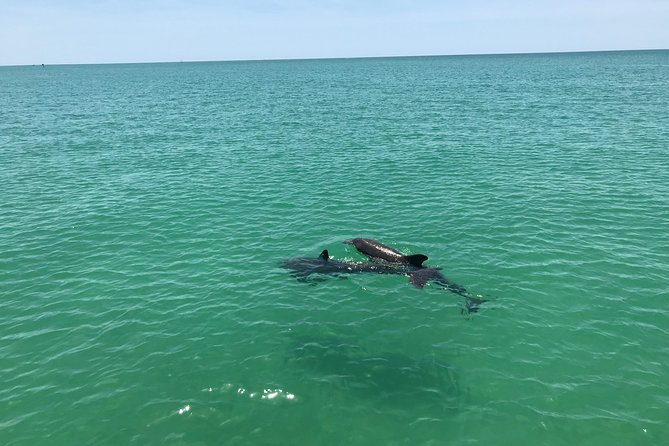 Dolphin Shelling Snorkeling Cruise in Tampa - Included in the Cruise
