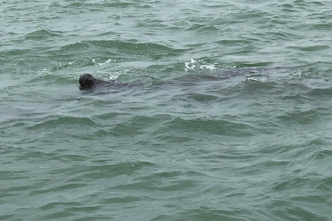 Dolphin Shelling Snorkeling Cruise in Tampa - Meeting and Pickup Details