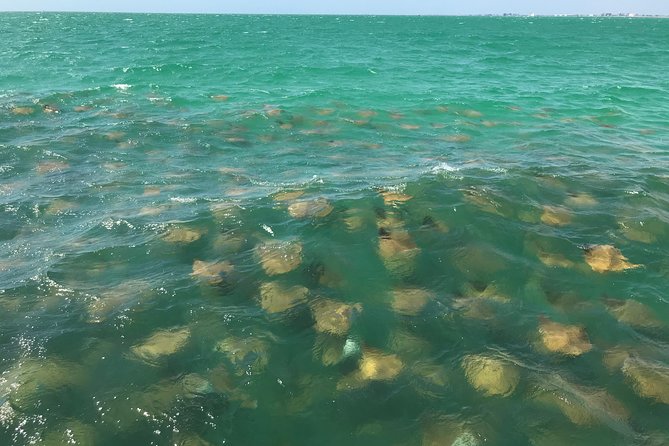 Dolphin Shelling Snorkeling Cruise in Tampa - Additional Information