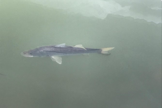 Dolphin Shelling Snorkeling Cruise in Tampa - Cancellation Policy