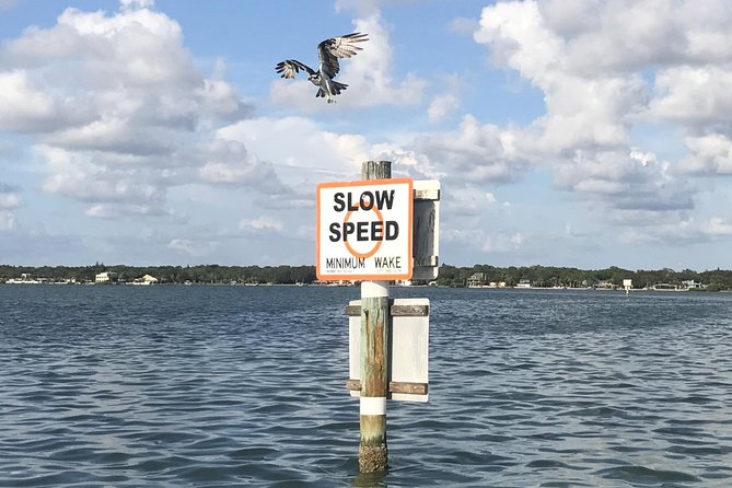 Dolphin Shelling Snorkeling Cruise in Tampa - Private Transportation Provided