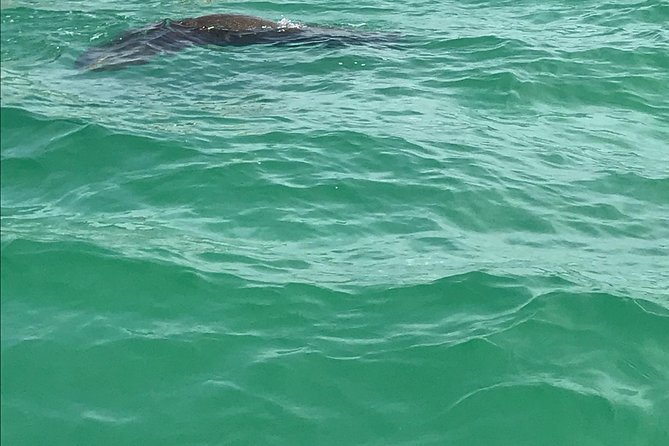 Dolphin Shelling Snorkeling Cruise in Tampa - Drinks at Rooftop Bar