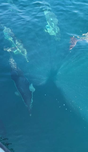 Dolphin Sighting, La Línea De La Concepción - Key Points