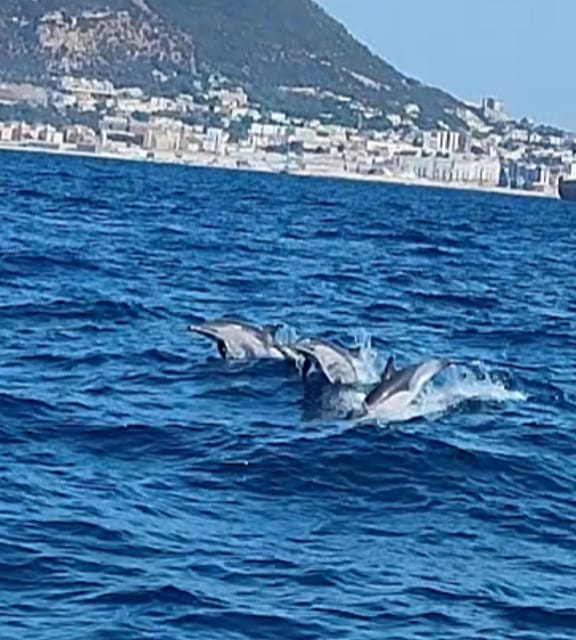 Dolphin Sighting, La Línea De La Concepción - What to Expect During the Tour