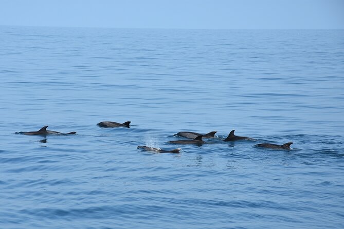 Dolphin Sightseeing Boat Tour From Benalmadena - Observing Wild Dolphins