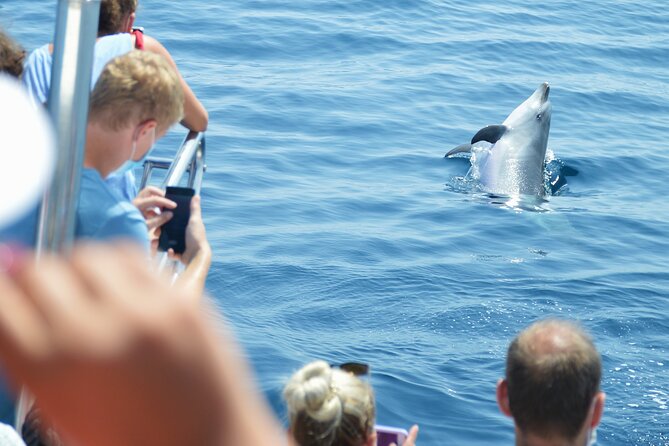 Dolphin Sightseeing Boat Tour From Benalmadena - Meeting Point and Pickup