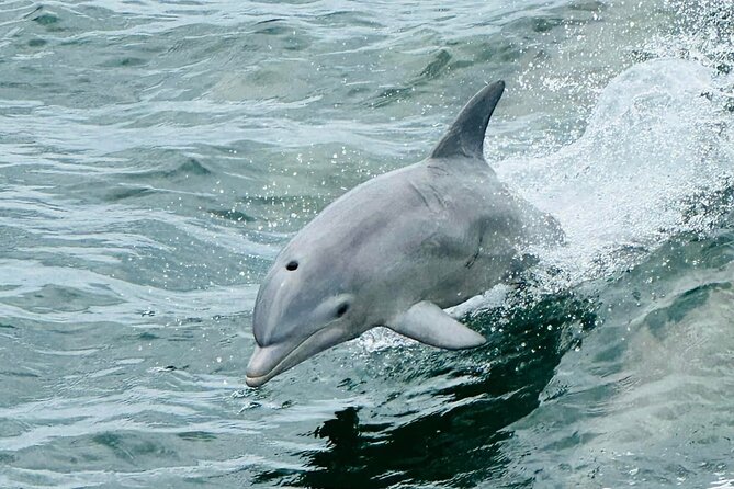 Dolphin & Sightseeing Cruise + Beach Stop + Seashell Hunting - Pickup Information