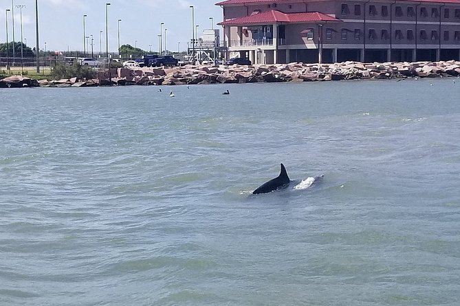 Dolphin Sightseeing Tour With Guide - Booking and Cancellation