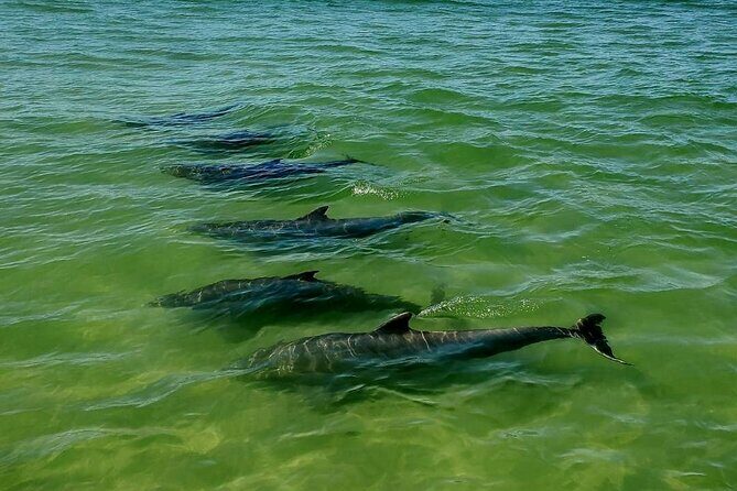 Dolphin Sunset Cruise with Drinks Included - Authentic Feedback from Travelers