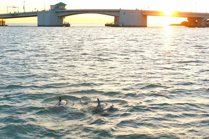 Dolphin Sunset Cruise with Drinks Included - The Sum Up: Who Benefits Most from the Dolphin Sunset Cruise?