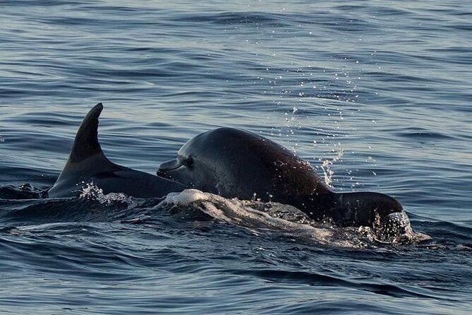 Dolphin & Sunset Tour With Brijuni Panorama - Scenic Cruise in Brijuni