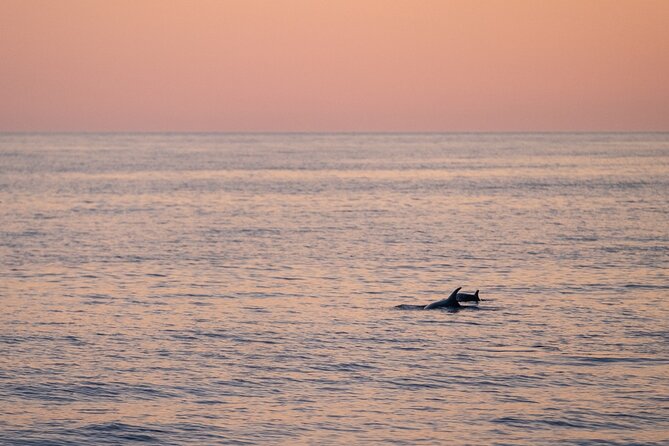 Dolphin & Sunset Tour With Brijuni Panorama - Spotting Dolphins in Nature