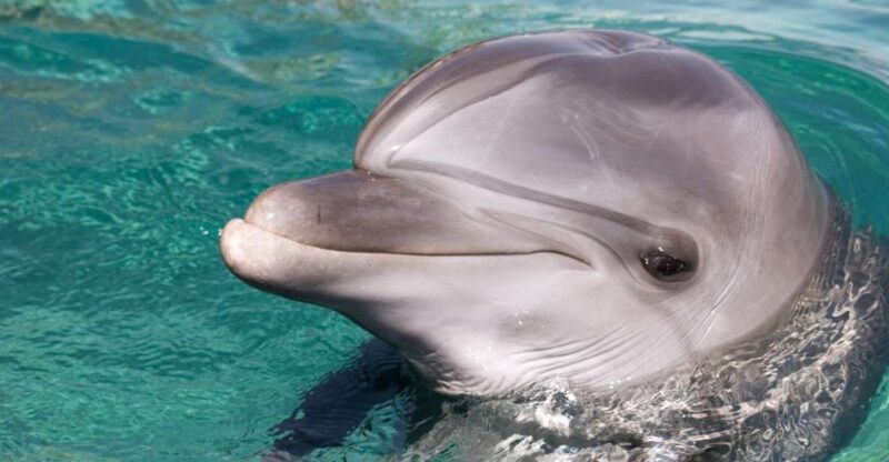 Dolphin Swim Encounter – Dolphin Cove, Ocho Rios, Jamaica - Experience Highlights