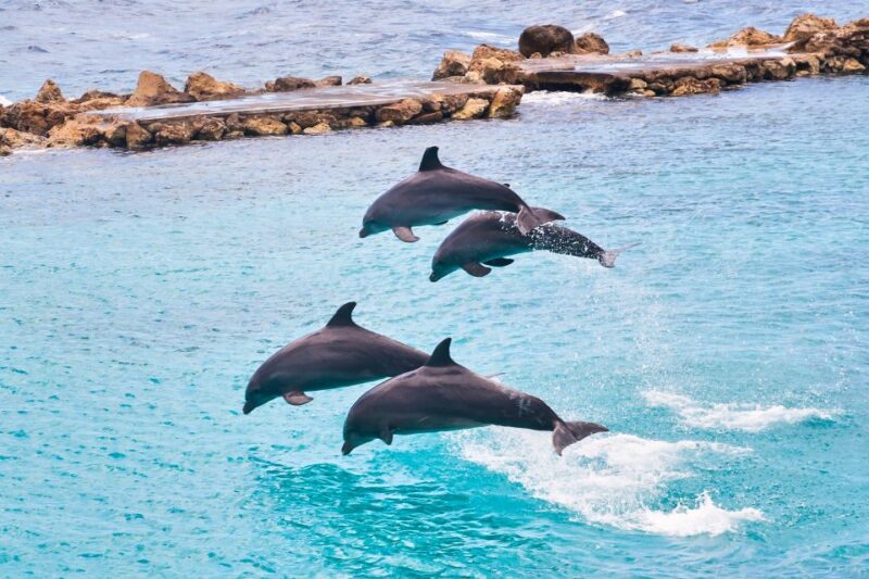 Dolphin Swim Encounter – Dolphin Cove, Ocho Rios, Jamaica - Transportation and Accessibility