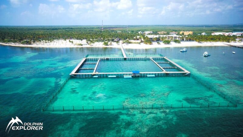 Dolphin Swim in Punta Cana – Best 60-min Dolphin Discovery - Pricing and Booking Details