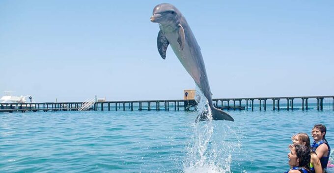 Dolphin Swim in Punta Cana – Best 60-min Dolphin Discovery - Non-Participant Option
