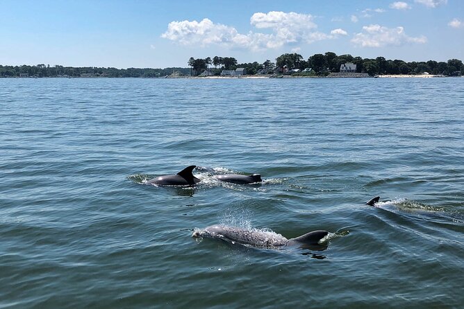 Dolphin Tiki Boat Cruise - Inclusions and Amenities