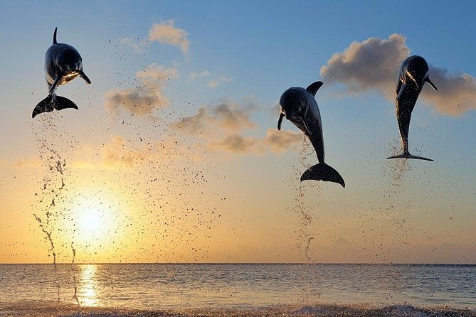 Dolphin Tour and Sunrise Watching in Lovina Beach - All Inclusive - Glass-bottom Boat Tour