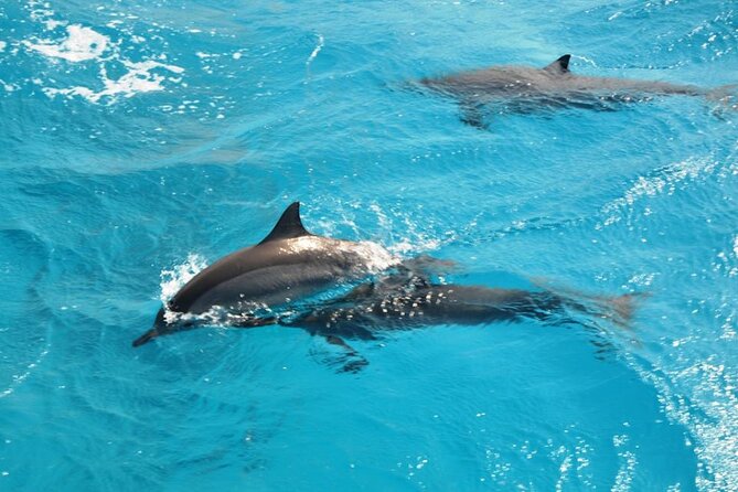 Dolphin Tour Banana Boat From Soma /Sahl Hasheesh/Makadi/Safaga - Pickup and Dropoff