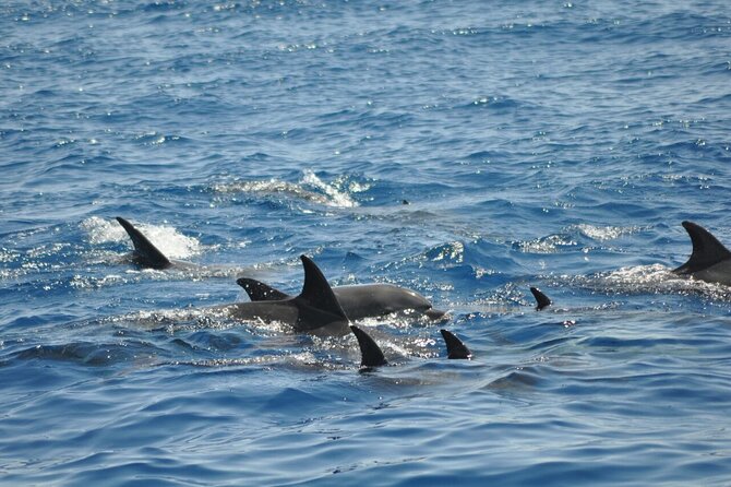 Dolphin Tour Banana Boat From Soma /Sahl Hasheesh/Makadi/Safaga - Additional Details
