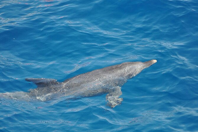 Dolphin Tour Banana Boat From Soma /Sahl Hasheesh/Makadi/Safaga - Pricing