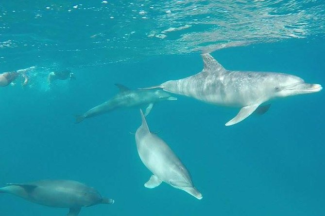 Dolphin Tour Banana Boat From Soma /Sahl Hasheesh/Makadi/Safaga - Dolphin Encounters