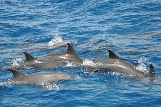 Dolphin Tour Banana Boat From Soma /Sahl Hasheesh/Makadi/Safaga - Traveler Feedback
