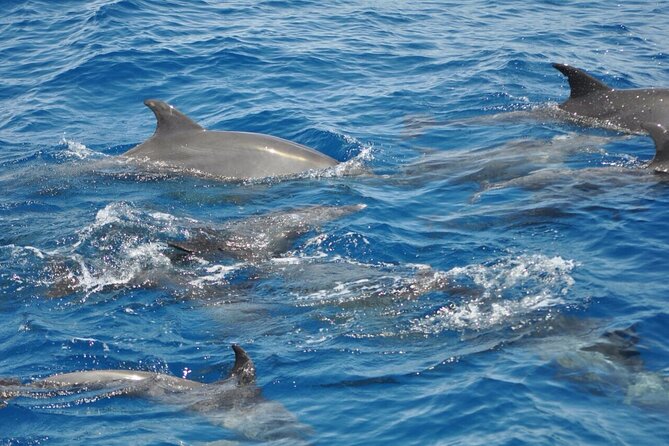 Dolphin Tour From El Gouna - Inclusions and Exclusions