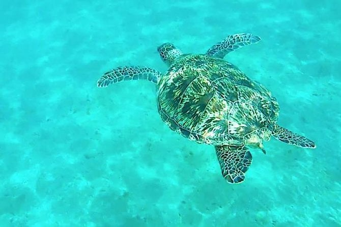 Dolphin Tour From El Gouna - Additional Information and Tips