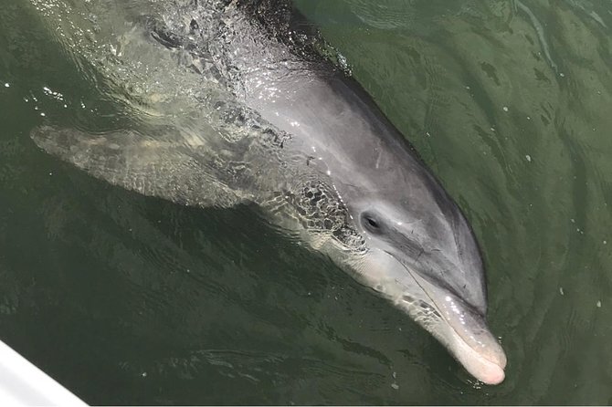 Dolphin Tour Hilton Head Island SC - About the Dolphin Tour