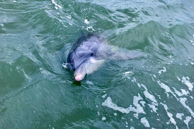Dolphin Tour Hilton Head Island SC - Sighting Dolphins in Their Natural Habitat