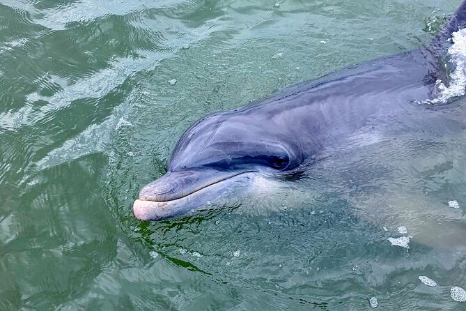 Dolphin Tour Hilton Head Island SC - Memorable Moments and Photographic Opportunities